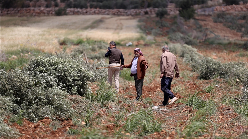 مستوطنون يقطعون 150 شجرة زيتون ويحرقون مركبة في الضفة