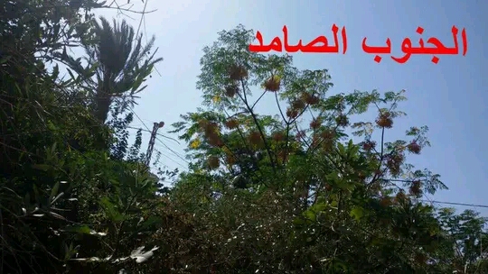 دار العز دارك يا جنوب ..