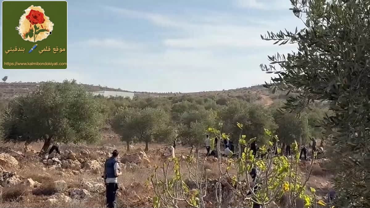 مستوطنون يعتدون على المزارعين وقاطفي الزيتون