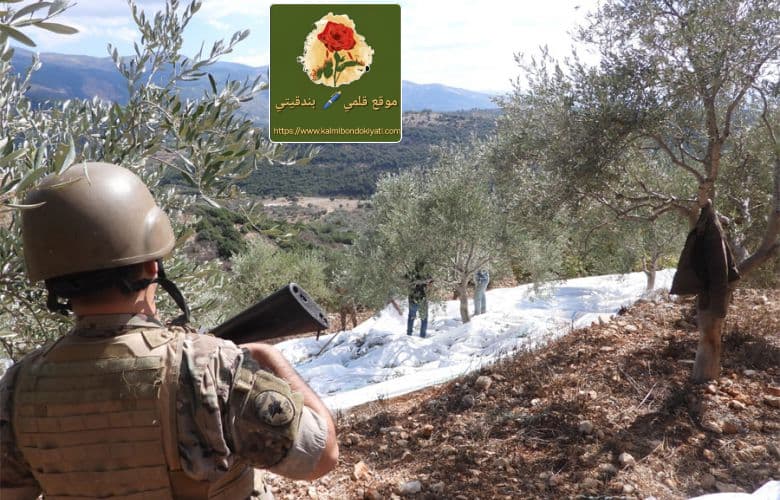 بحماية جيشنا الوطني قطاف زيتون” راشيا”